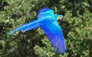 Blue Macaw In Flight Wallpaper