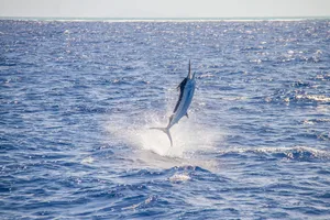 Blue Marlin Leaping Outof Water Wallpaper