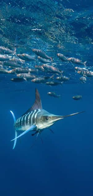 Blue Marlin Swimming Underwater.jpg Wallpaper