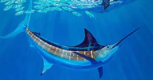 Blue Marlin Underwater Majesty Wallpaper