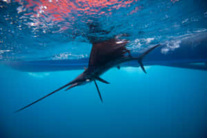 Blue Marlin Underwater Swimming.jpg Wallpaper