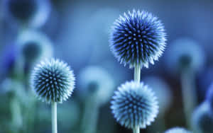 Blue Nature Flower Wallpaper