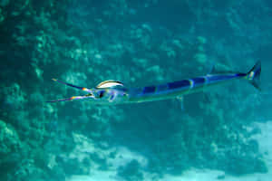 Blue Needlefish Swimming Underwater.jpg Wallpaper