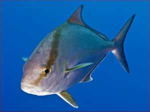 Blue Ocean Jack Fish Wallpaper