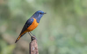 Blue Orange Redstart Perched Wallpaper