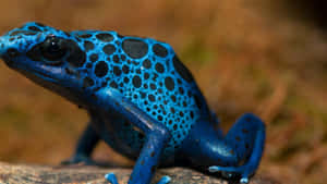 Blue Poison Dart Frog Closeup Wallpaper