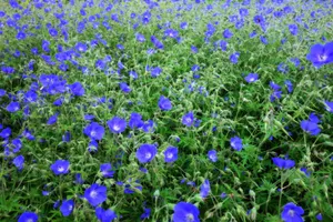 Blue Primrose Flower Field Wallpaper