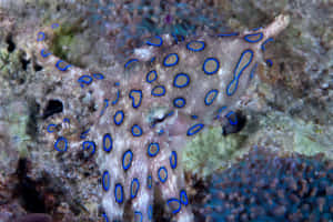 Blue Ringed Octopus Camouflage Wallpaper