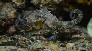 Blue Ringed Octopus Camouflage Wallpaper