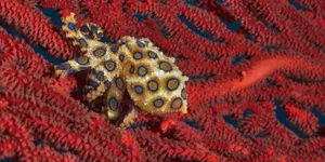 Blue Ringed Octopus Camouflage Wallpaper