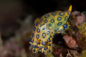 Blue Ringed Octopus Camouflage Wallpaper