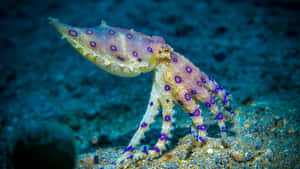 Blue Ringed Octopus Camouflage Wallpaper