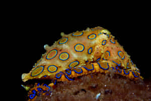 Blue Ringed Octopus Camouflage Wallpaper