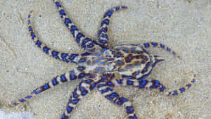 Blue Ringed Octopus Camouflage Sand Wallpaper