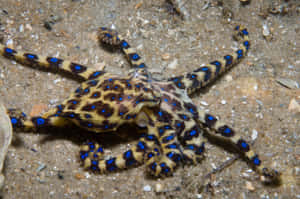 Blue Ringed Octopus Camouflage Sandy Seabed Wallpaper