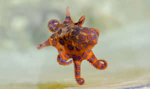 Blue Ringed Octopus Display Wallpaper