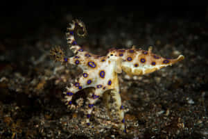 Blue Ringed Octopus Displaying Warning Colors Wallpaper