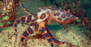 Blue Ringed Octopus Displaying Warning Colors Wallpaper