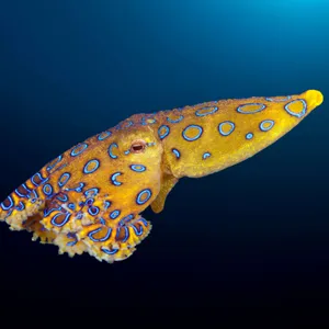 Blue Ringed Octopus Swimming Wallpaper