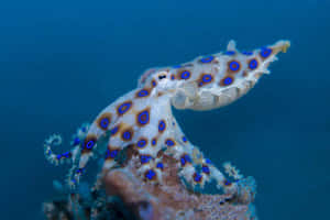 Blue Ringed Octopus Underwater Wallpaper