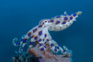 Blue Ringed Octopus Underwater Wallpaper