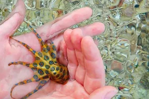 Blue Ringed Octopusin Hand Wallpaper