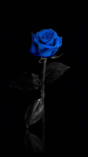 Blue Rose Black Background Wallpaper