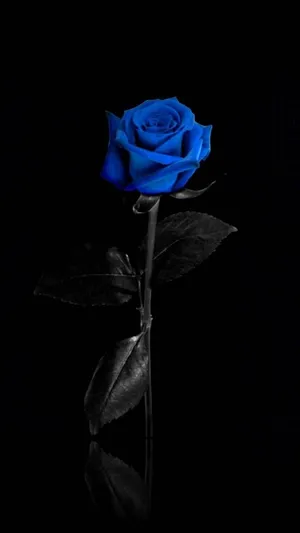 Blue Rose Black Background Wallpaper