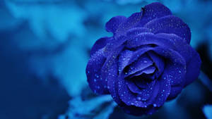 Blue Rose Chromebook Background Wallpaper