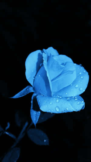 Blue Rose Dew Drops Wallpaper