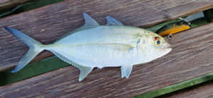 Blue Runner Caughton Lure.jpg Wallpaper