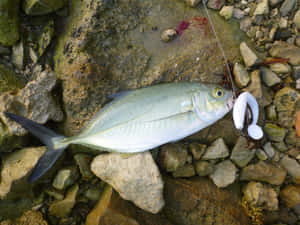 Blue Runner Fish Caughton Lure Wallpaper