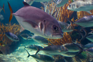 Blue Runner Fish School Underwater Wallpaper