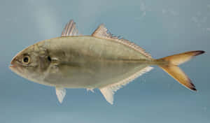 Blue Runner Fish Side View Wallpaper