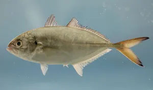 Blue Runner Fish Side View Wallpaper