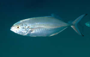 Blue Runner Fish Underwater Wallpaper