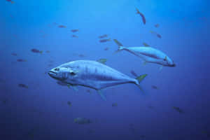 Blue Runner Fish Underwater Wallpaper