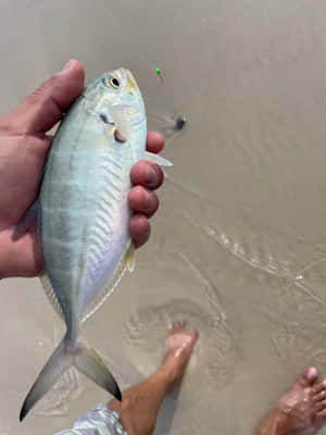 Blue Runner Fishin Hand Beach Background Wallpaper