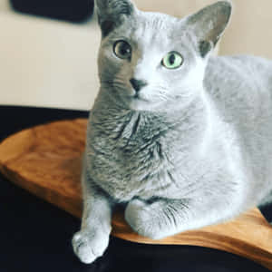Blue Russian Cat Gracefully Lounging On A Soft Surface Wallpaper