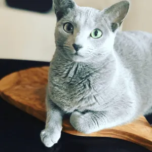 Blue Russian Cat Gracefully Lounging On A Soft Surface Wallpaper