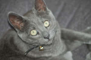 Blue Russian Cat Lying On A Wooden Table Wallpaper