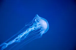 Blue Sea Jellyfish Swimming Wallpaper