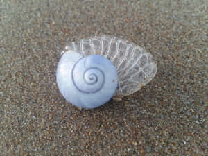 Blue Sea Snail Shellon Sand.jpg Wallpaper