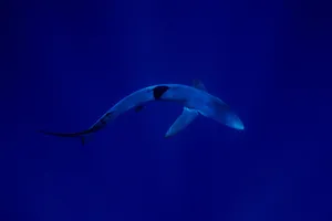 Blue Shark Deep Blue Ocean Wallpaper