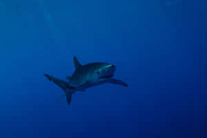 Blue Shark Deep Blue Ocean Wallpaper