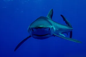 Blue Shark Deep Blue Ocean Wallpaper