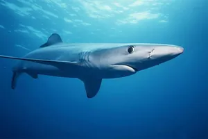 Blue Shark Swimming Underwater.jpg Wallpaper