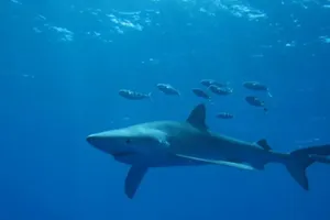 Blue Shark Swimming With Fish Wallpaper