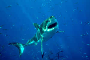 Blue Shark Underwater Swimming Wallpaper