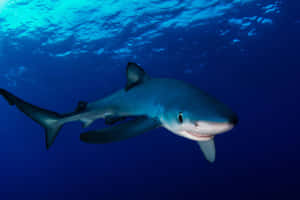 Blue Shark Underwater Swimming Wallpaper